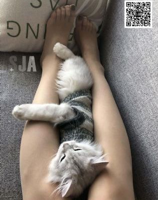 盒子里的猫综艺免费播放_国语版高清